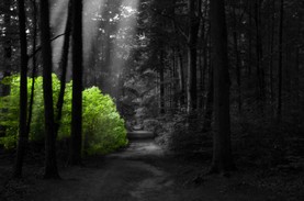 Wald Farbe SW.jpg